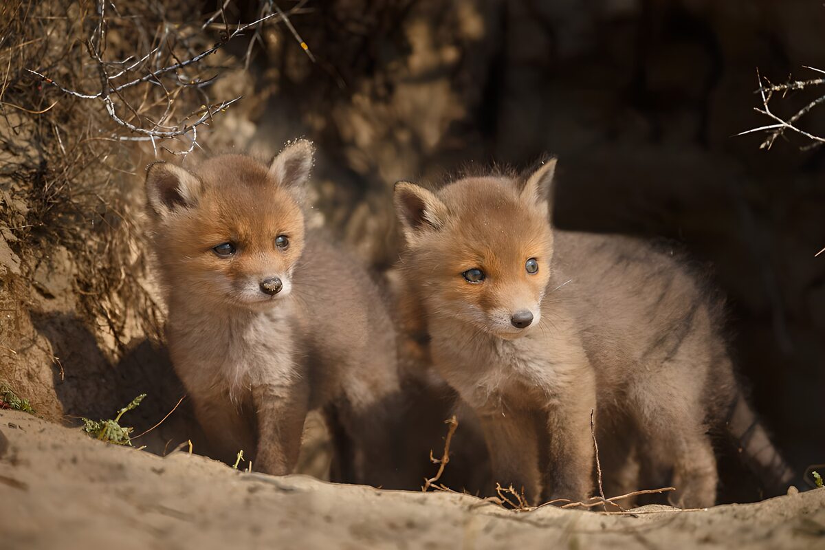 PDGIT7869259: Due cuccioli di volpe sulla soglia