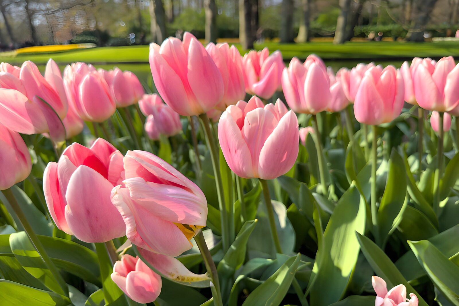 PDGIT2933622: Tulipani rosa al sole