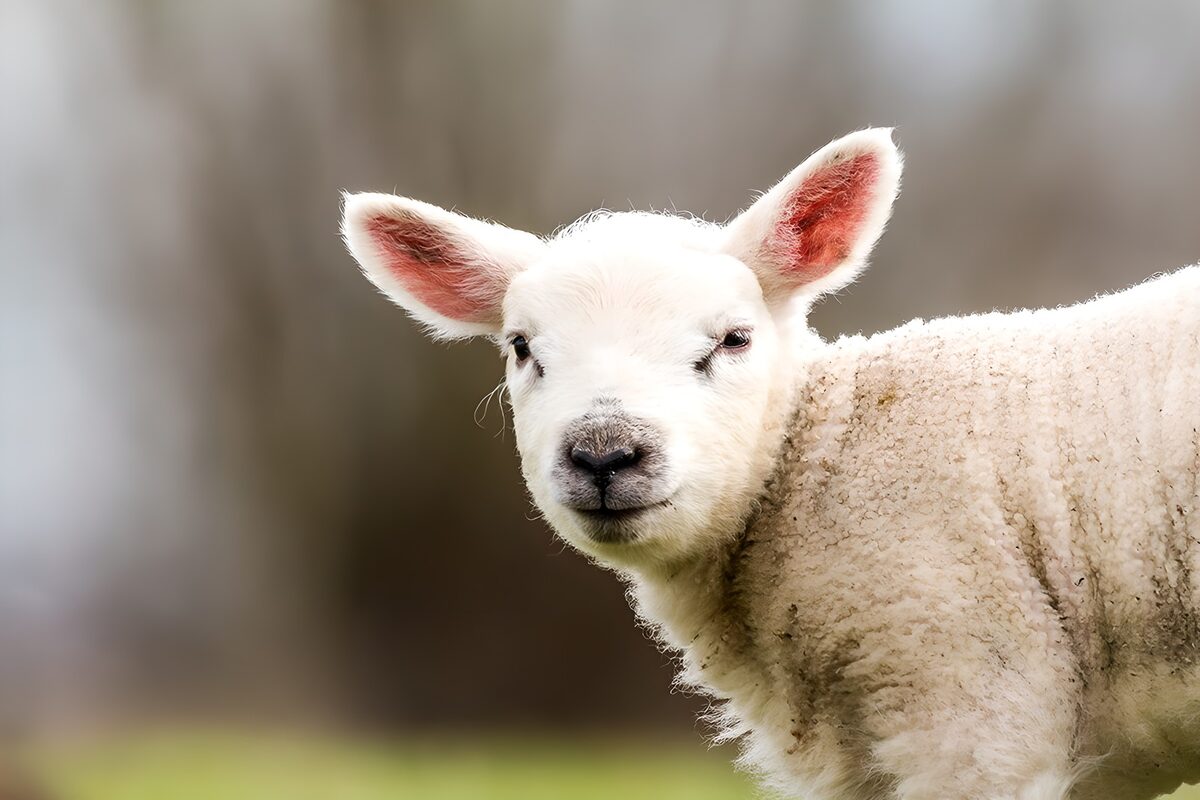 PDGIT2109115: Agnello bianco dallo sguardo curioso