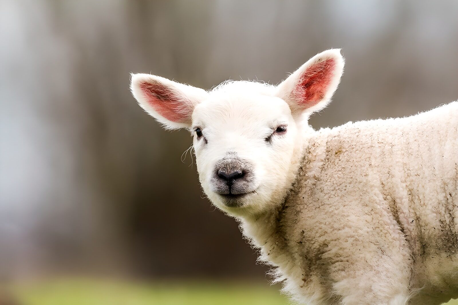 PDGIT2109115: Agnello bianco dallo sguardo curioso