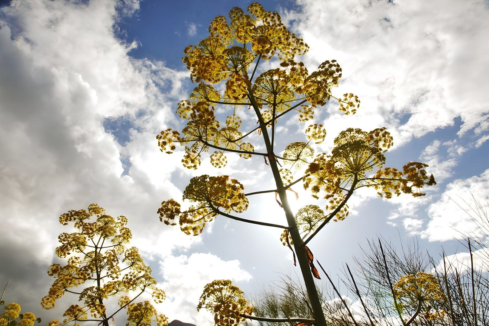 PDGIT4230140: Fiori gialli a ombrella in controluce