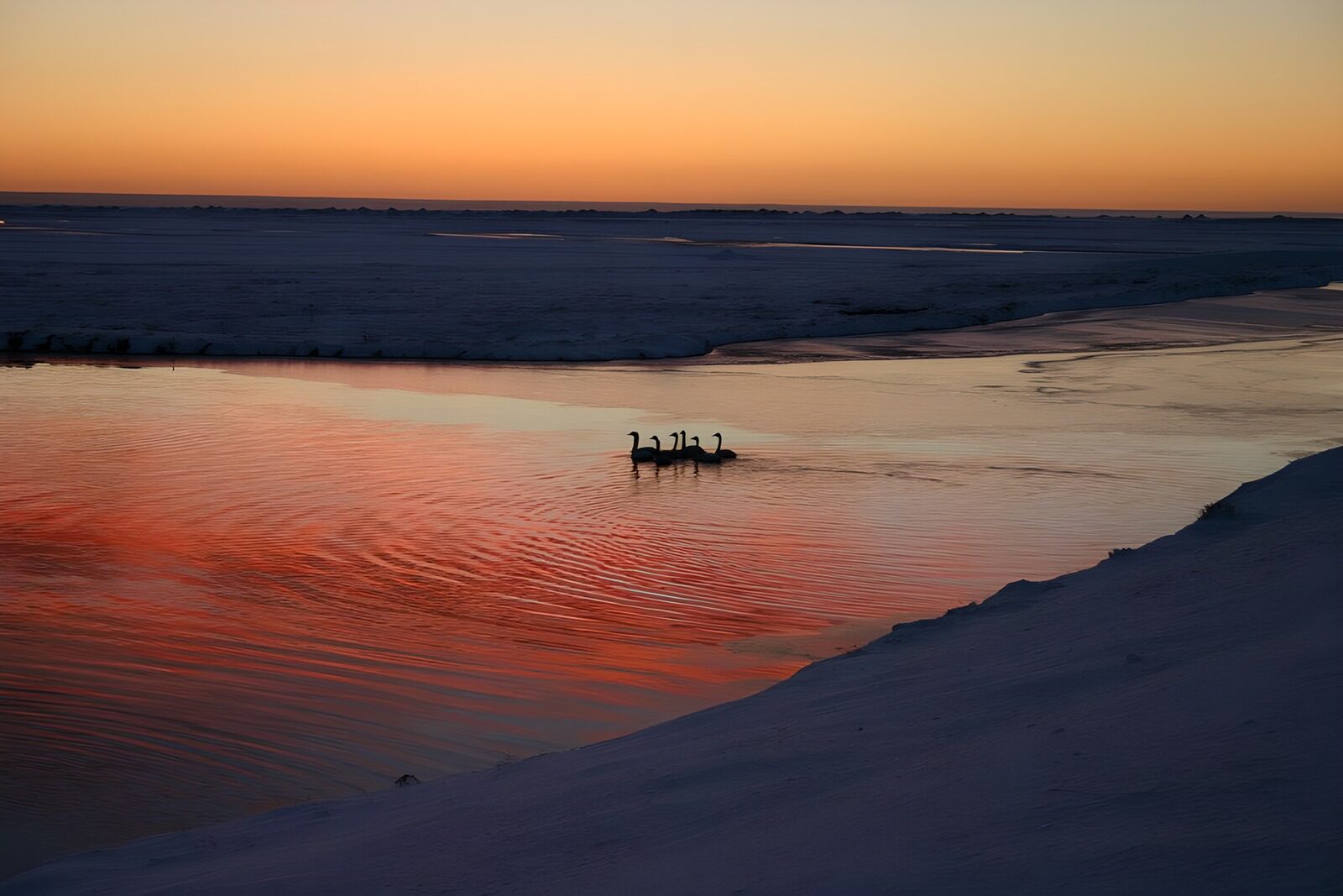 PDGIT6441254: Uccelli tra neve e riflessi del tramonto