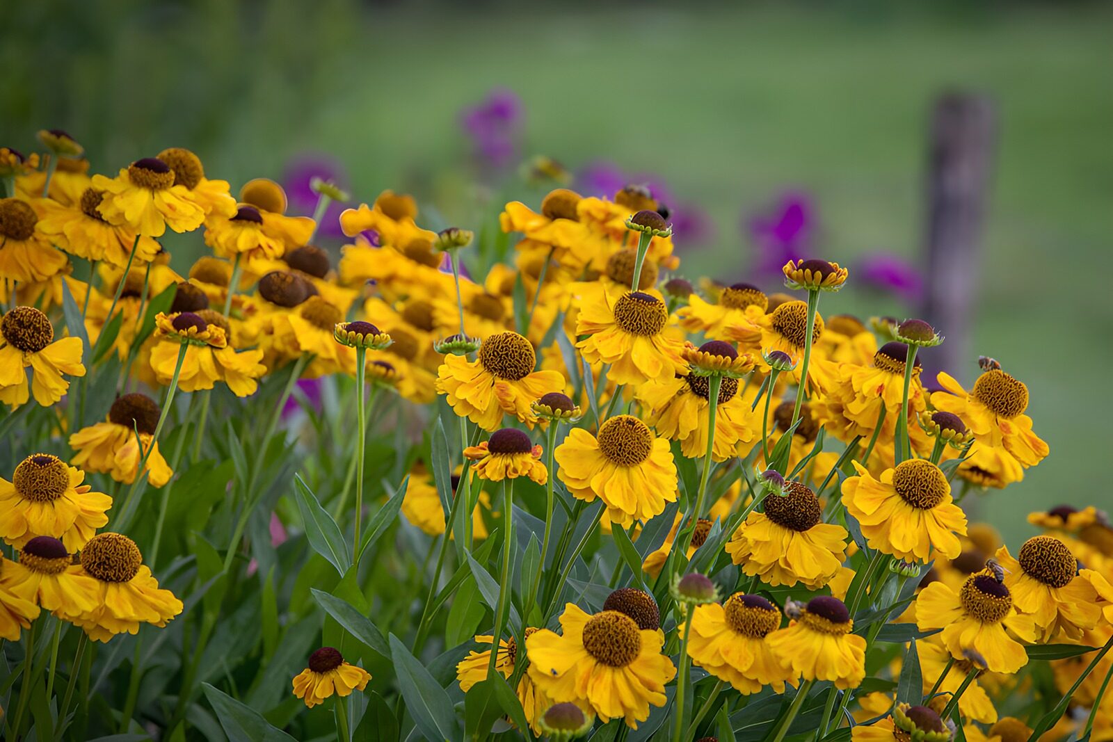 PDGIT5059892: Fiori gialli nel verde del giardino