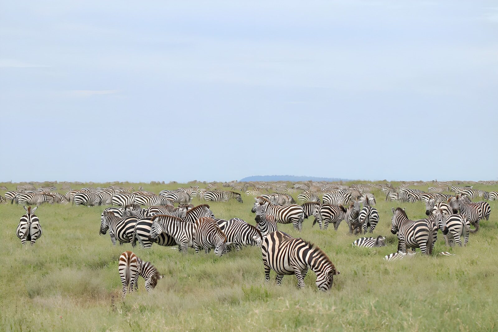 PDGIT1094648: Mandria di zebre al pascolo