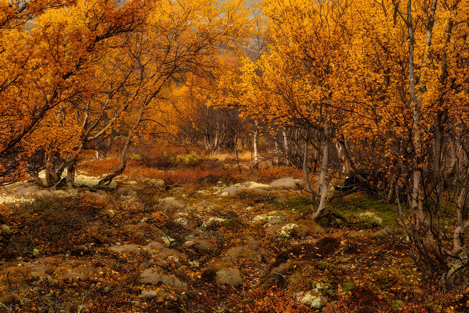 PDGIT5678116: Bosco d’autunno tra rocce e foglie dorate