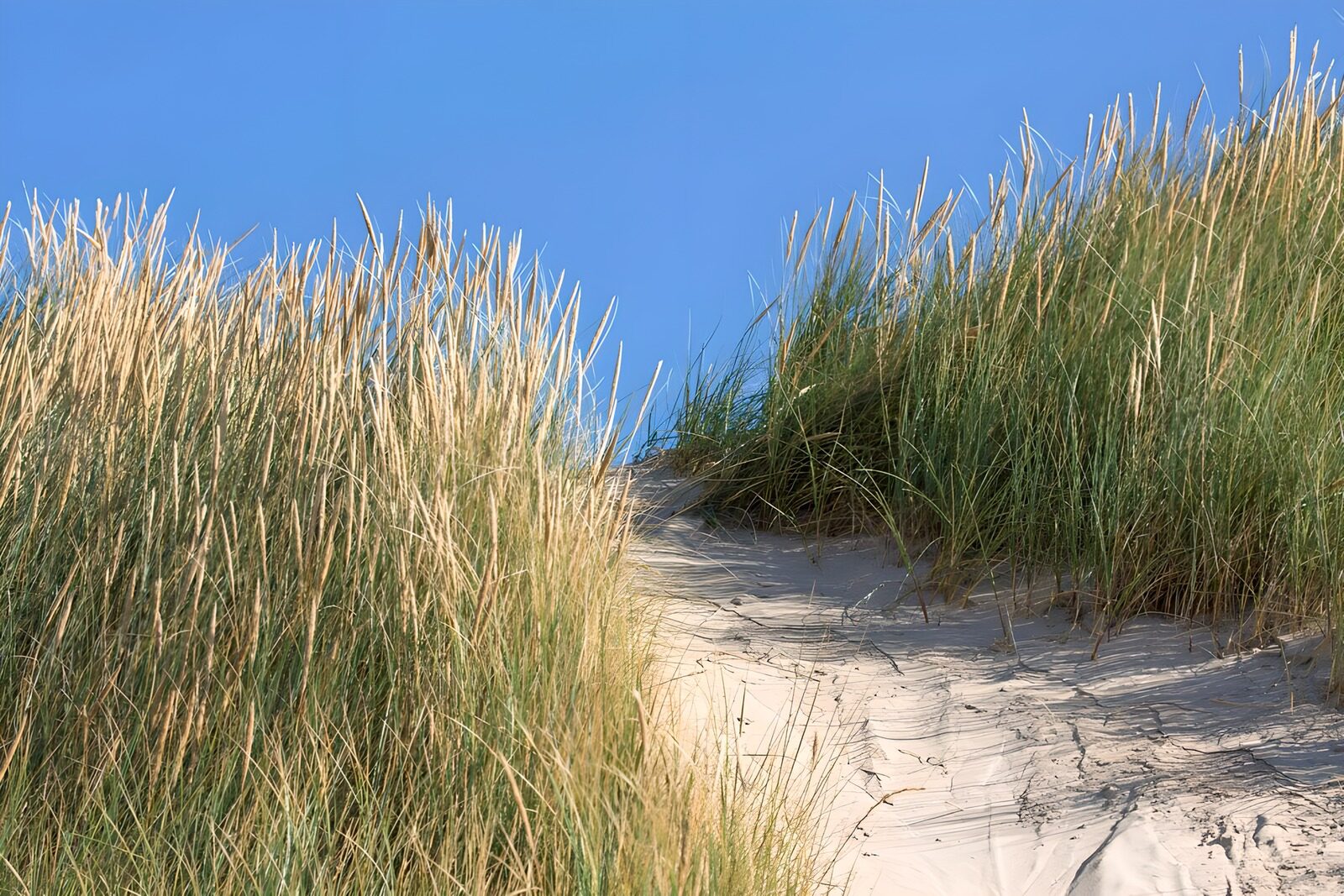 PDGIT7757173: Sentiero di sabbia tra le dune al sole