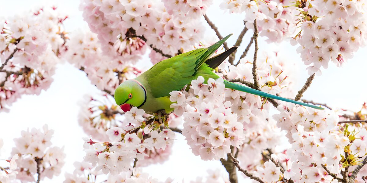 PDGIT3430327: Parrocchetto sul ciliegio in fiore
