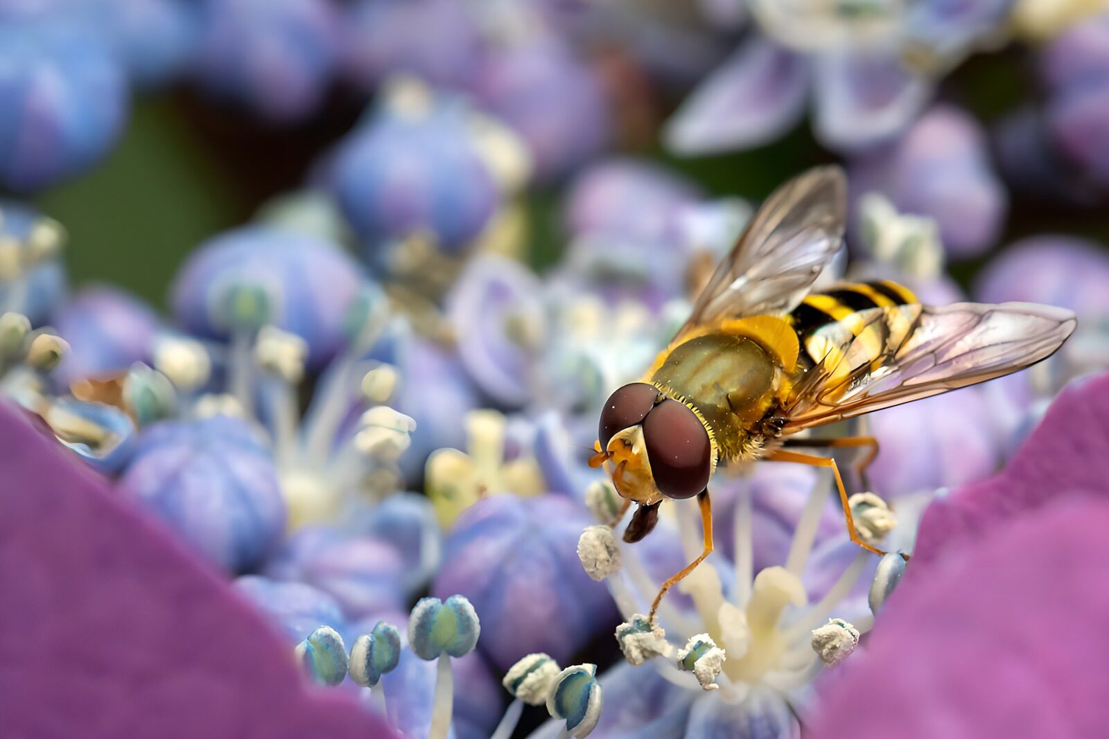 PDGIT4745557: Sirfide sui fiori blu e viola