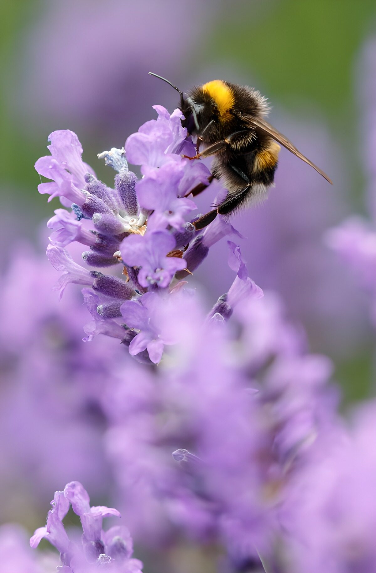 PDGIT3737811: Bombo sulla lavanda in primo piano