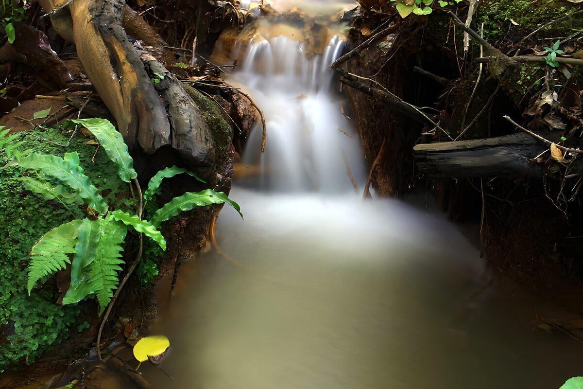 PDGIT1903485: Cascata tra felci e radici