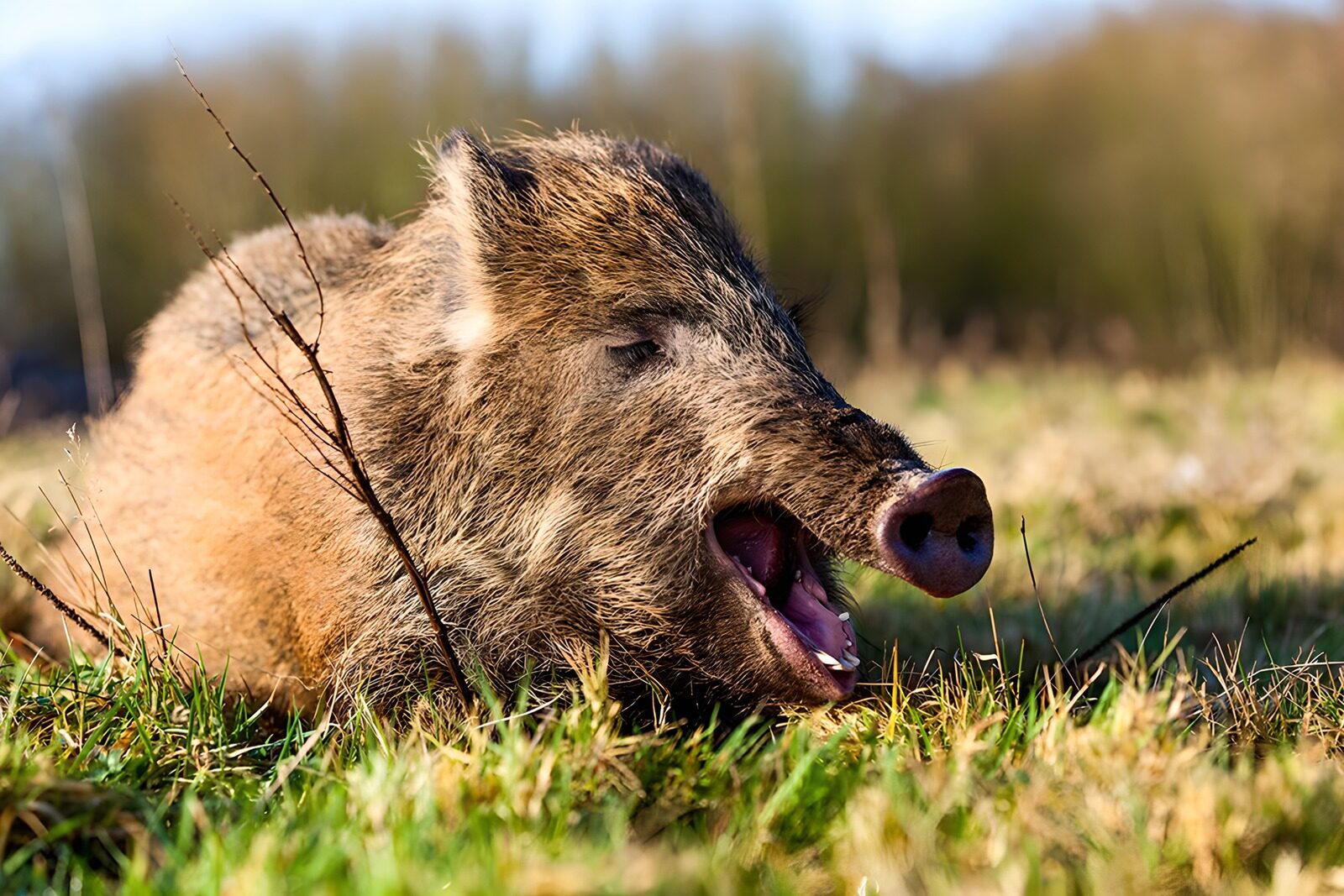 PDGIT5469533: Cinghiale sdraiato nell’erba, tra sbadigli