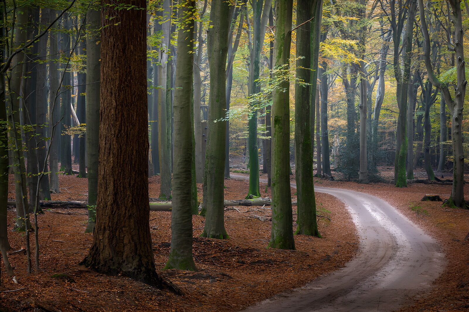 PDGIT9154481: Sentiero d'autunno nella quiete del bosco