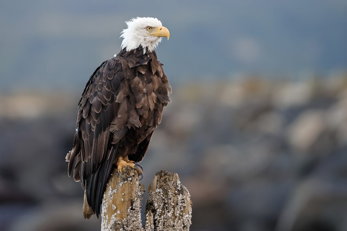 PDGIT7908974: Aquila di mare testabianca in vedetta