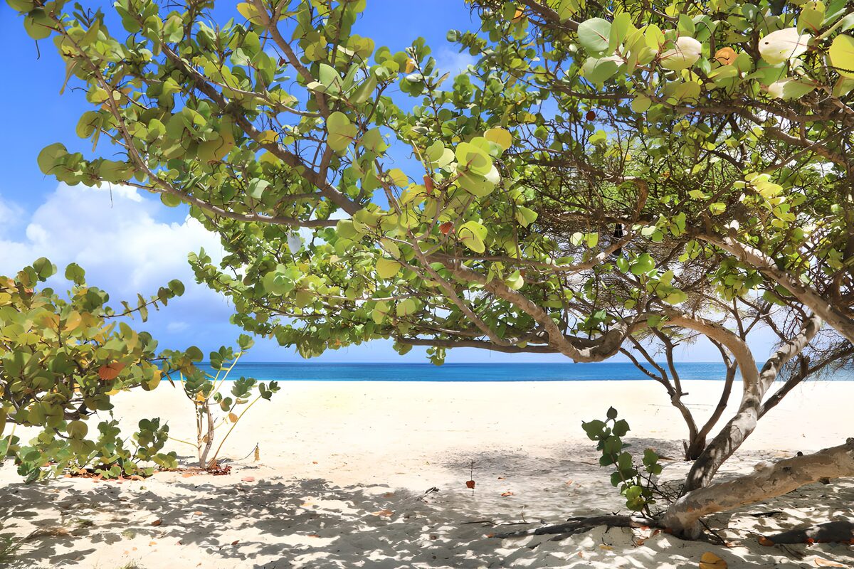 PDGIT3155940: Spiaggia bianca all’ombra degli alberi