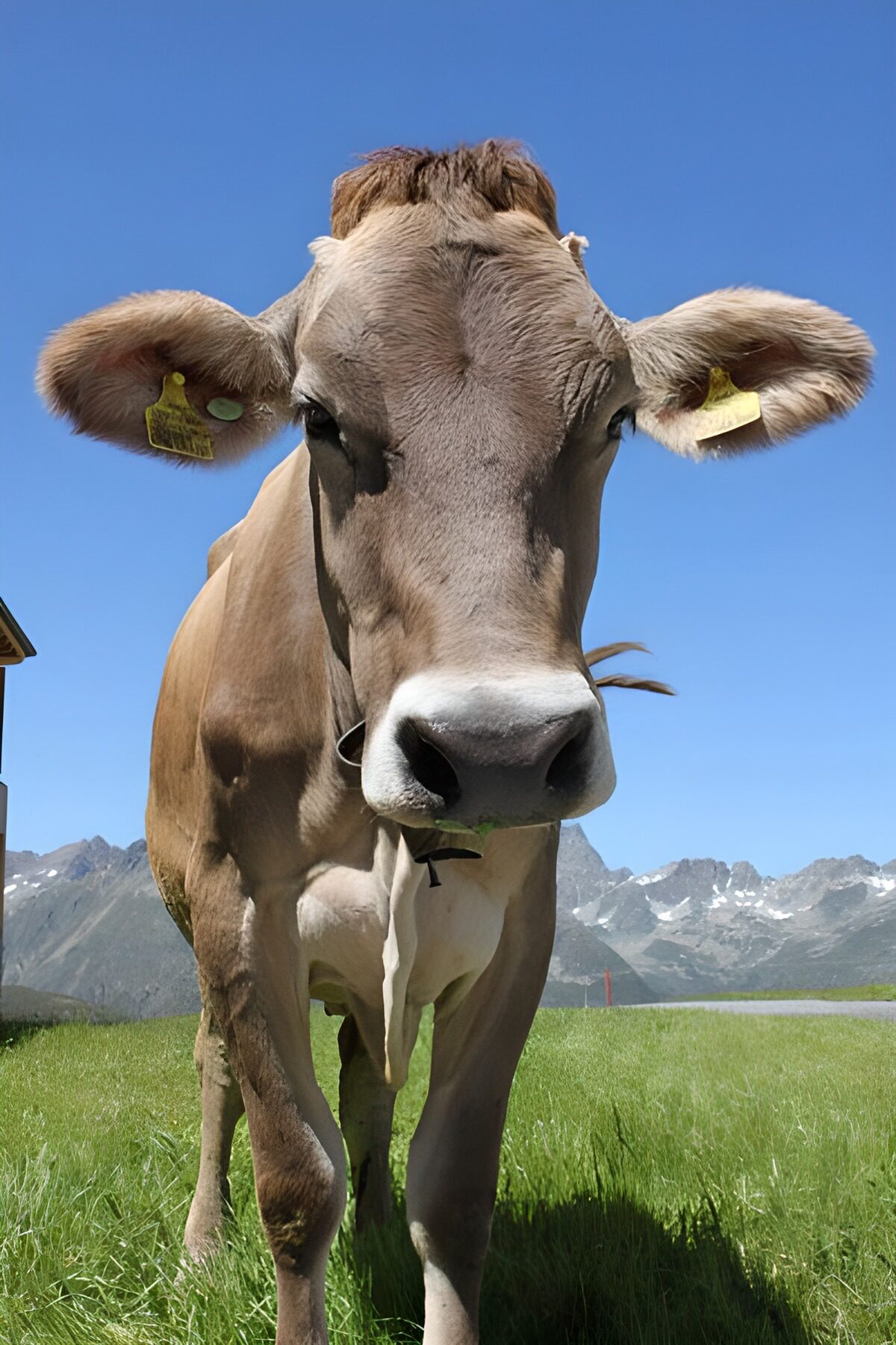 Mucca bruna in primo piano sul prato