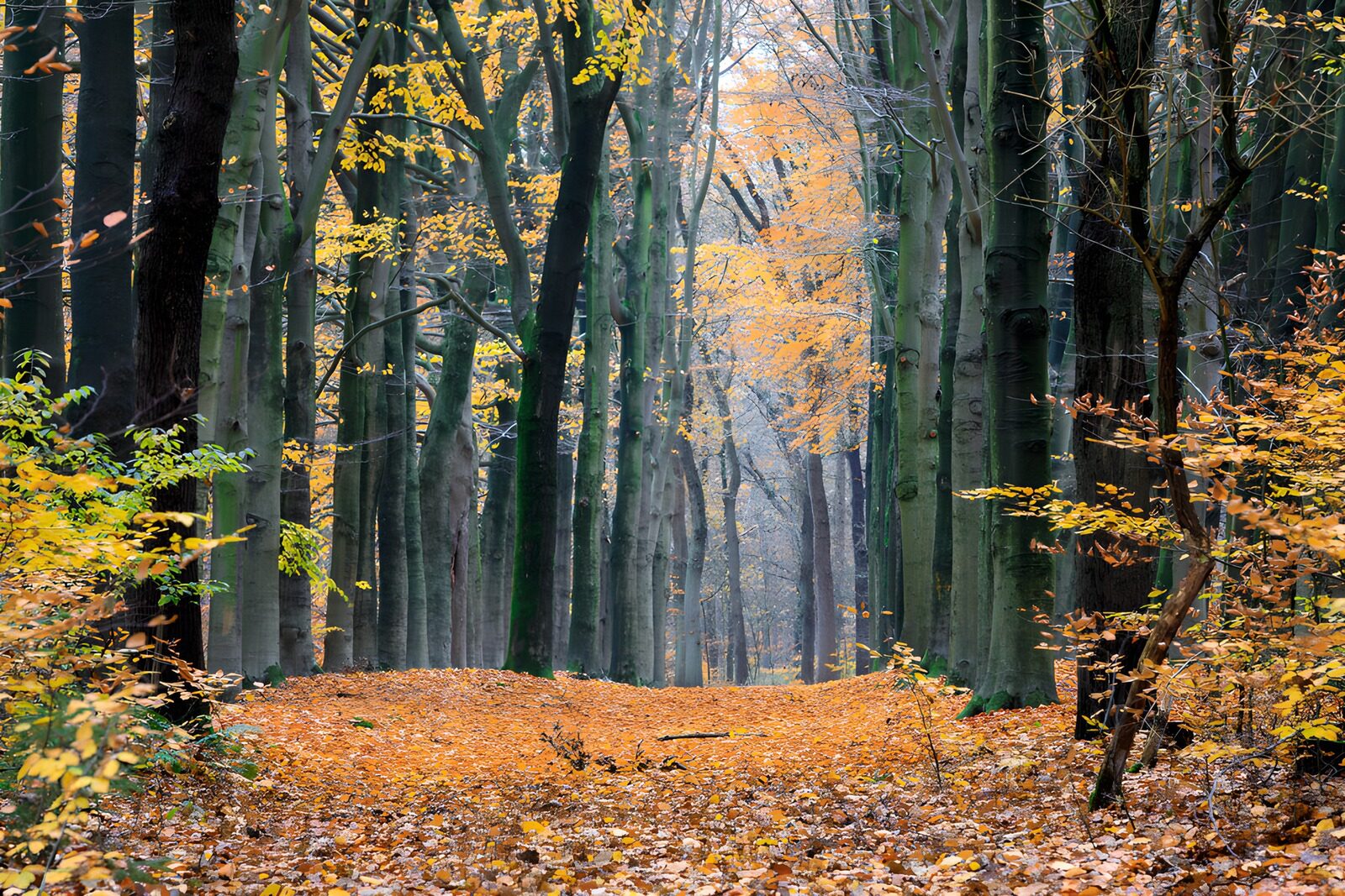 PDGIT8499797: Viale d’autunno nella foschia