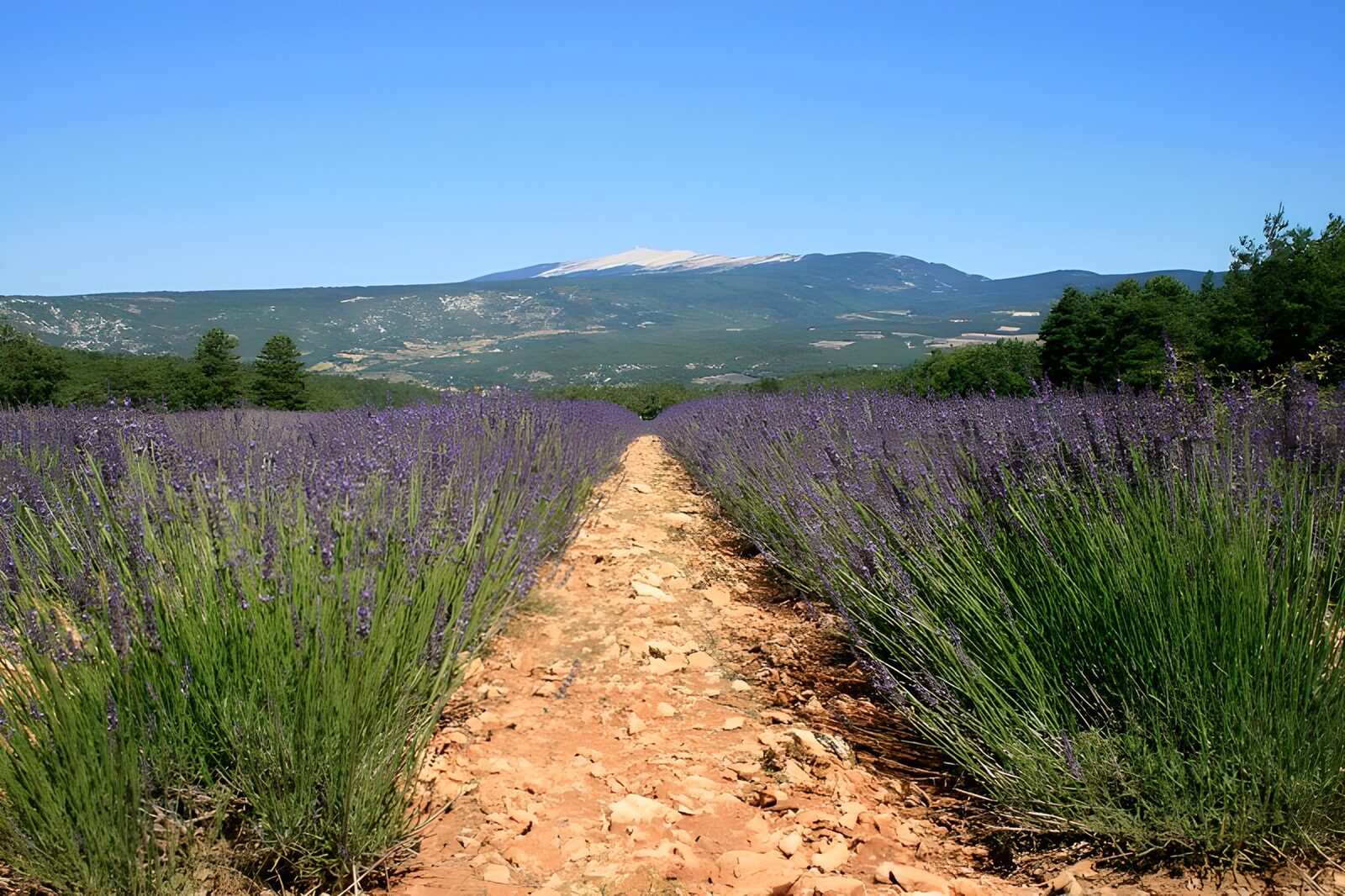 PDGIT6349999: Sentiero tra lavanda e montagne