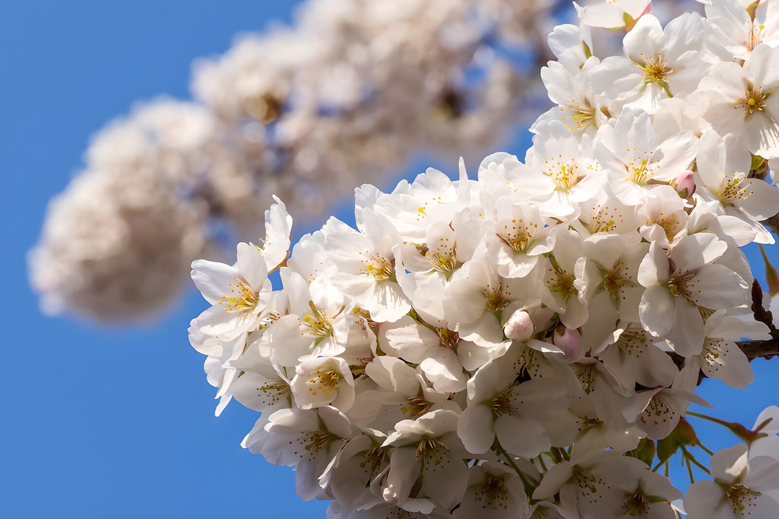PDGIT3658656: Ramo di fiori bianchi nel cielo blu