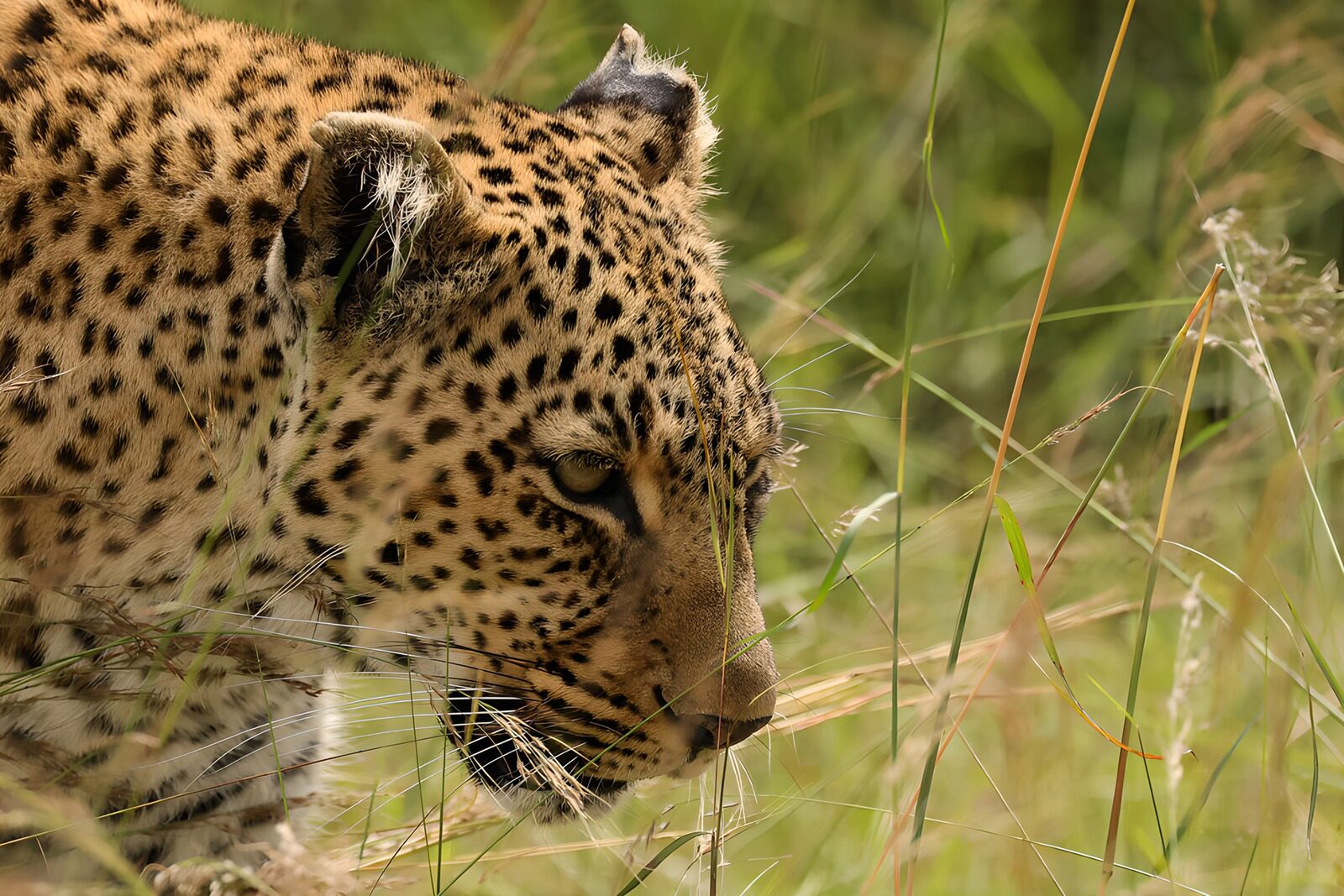 PDGIT4048905: Leopardo in primo piano tra l’erba
