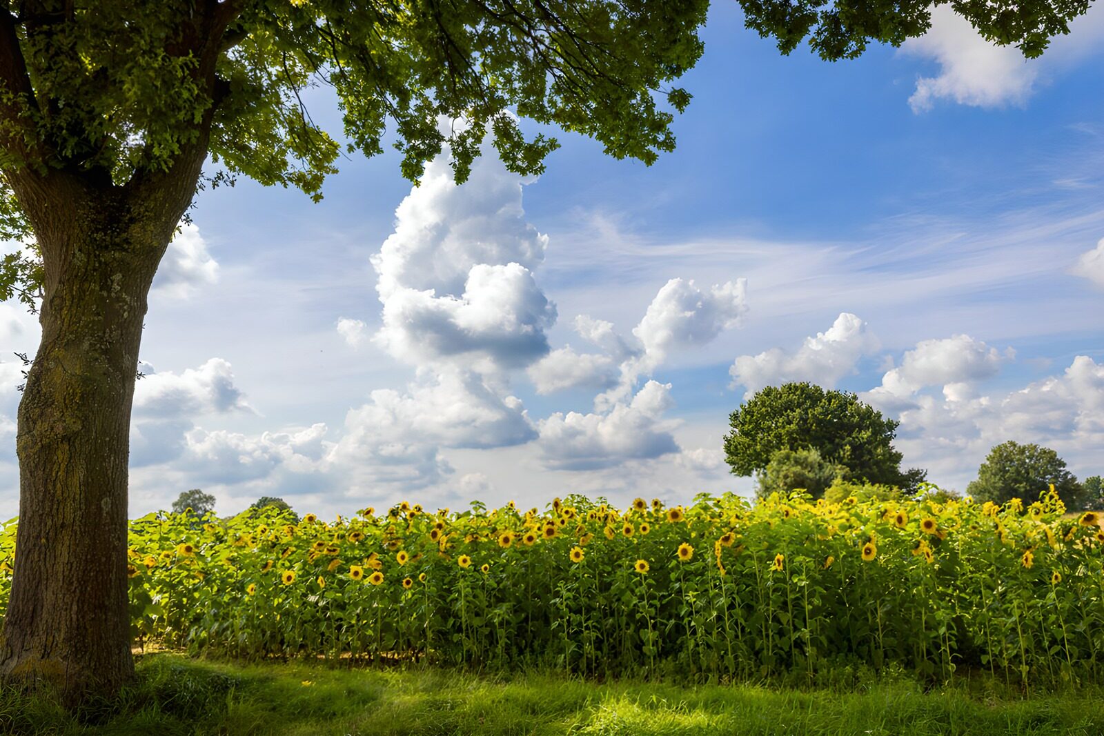 PDGIT7640007: Campo di girasoli tra sole e ombra