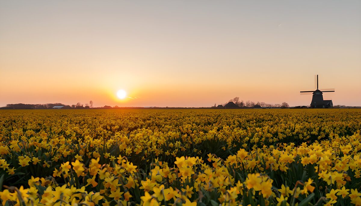PDGIT8662199: Narcisi e mulino al tramonto