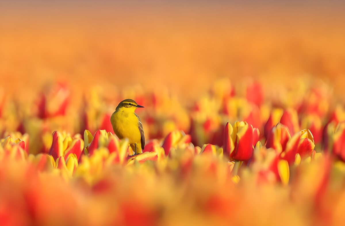 PDGIT1089786: Uccellino giallo tra tulipani al sole