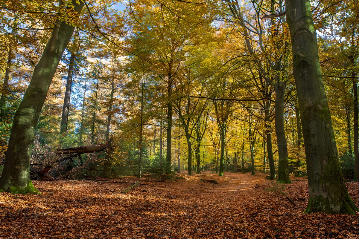 PDGIT9310802: Sentiero nel bosco tra i colori d’autunno