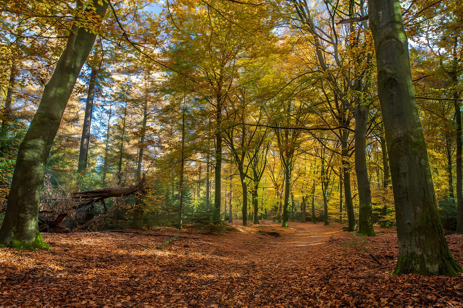 PDGIT9310802: Sentiero nel bosco tra i colori d’autunno