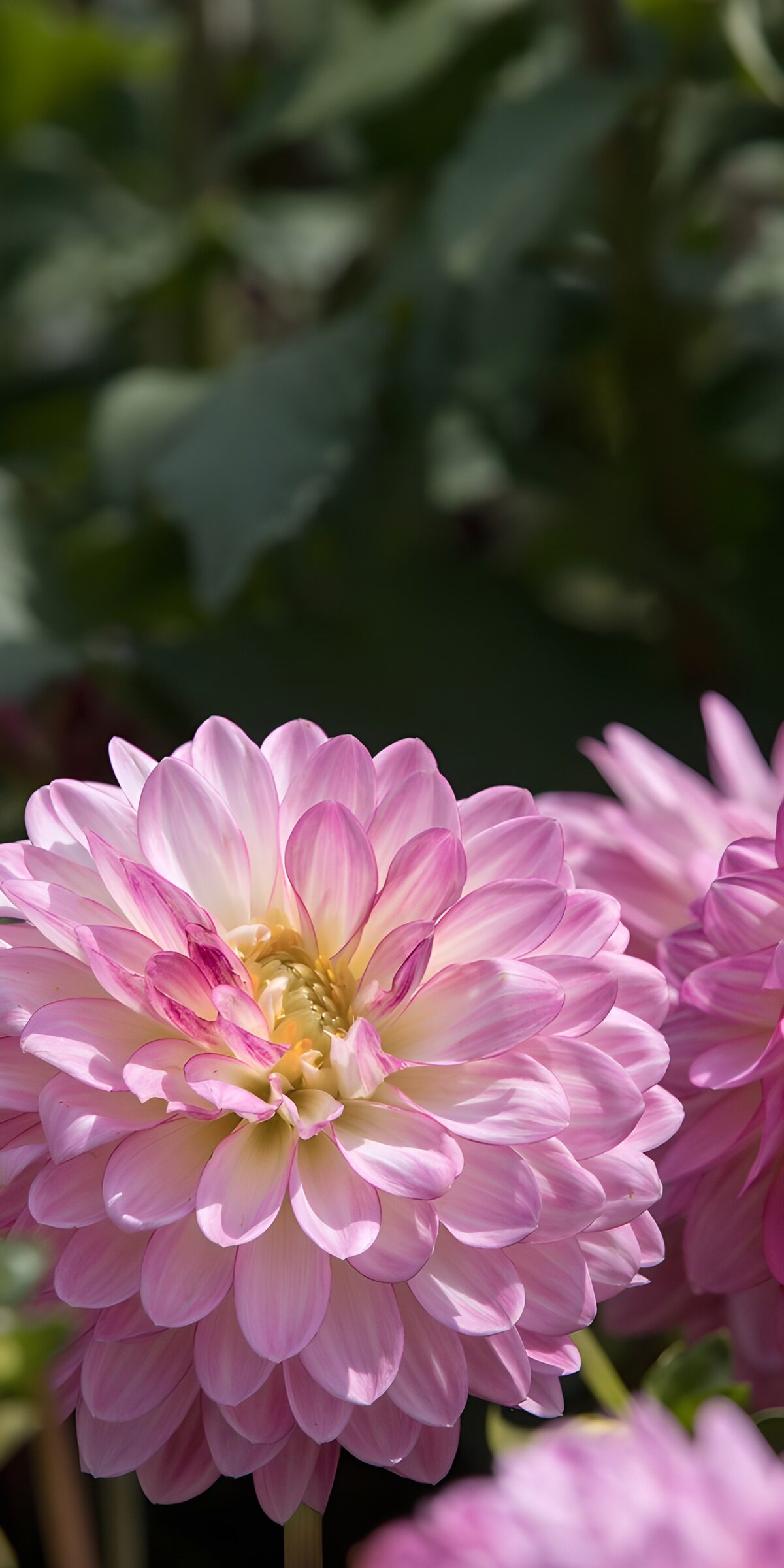 PDGIT2938986: Dalia rosa nella luce naturale