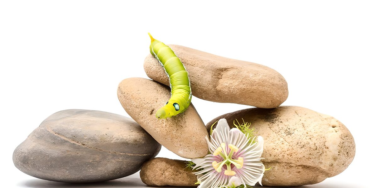 Bruco verde tra sassi e passiflora