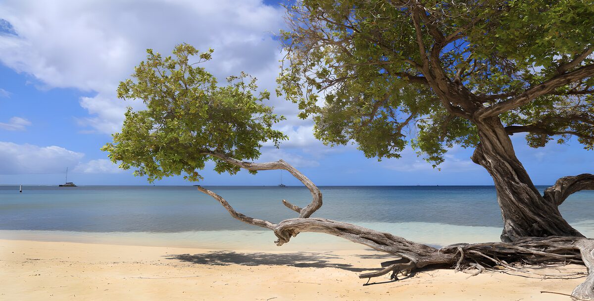 PDGIT6702218: Albero e ombre sulla spiaggia tropicale