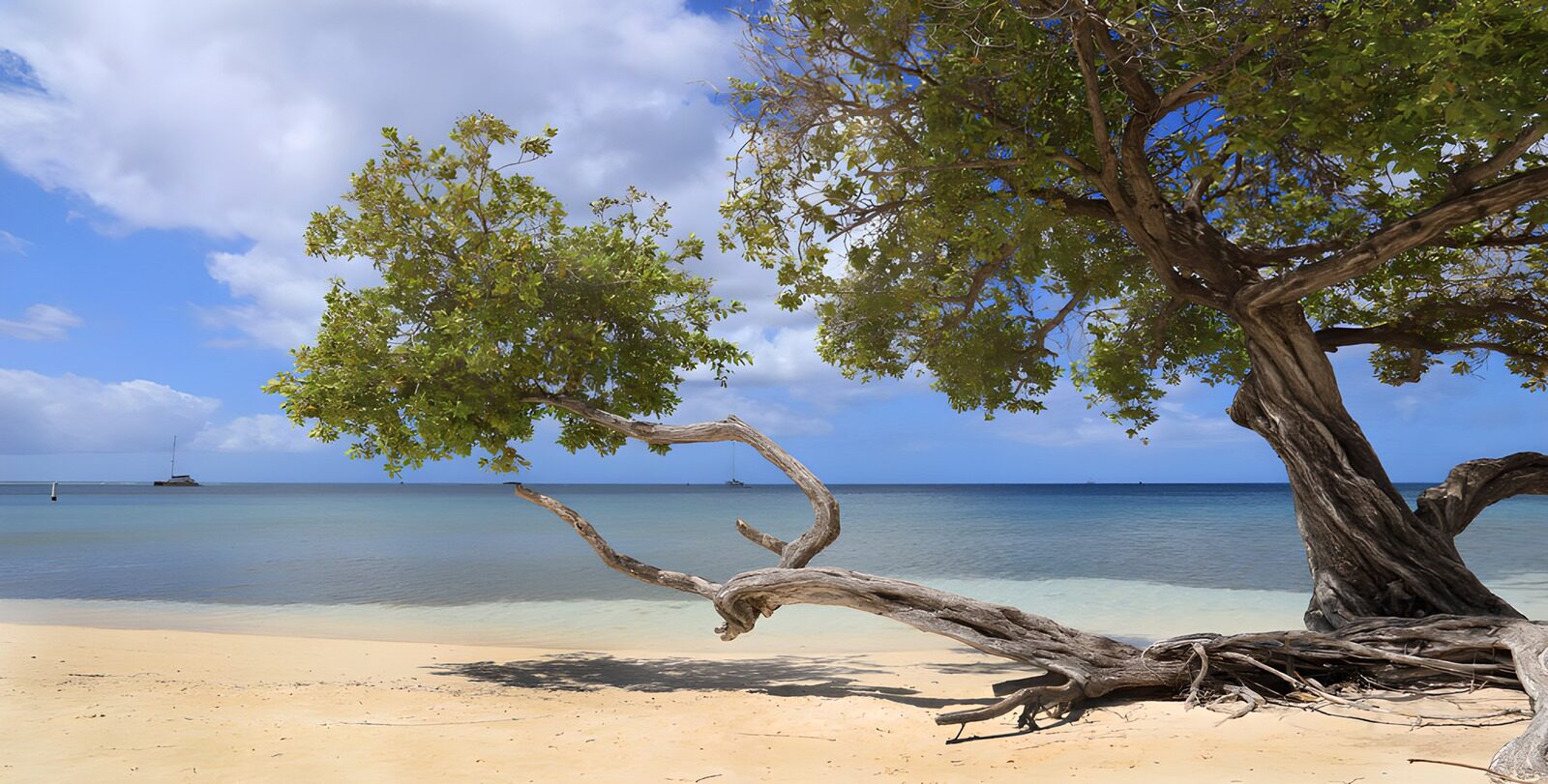 PDGIT6702218: Albero e ombre sulla spiaggia tropicale