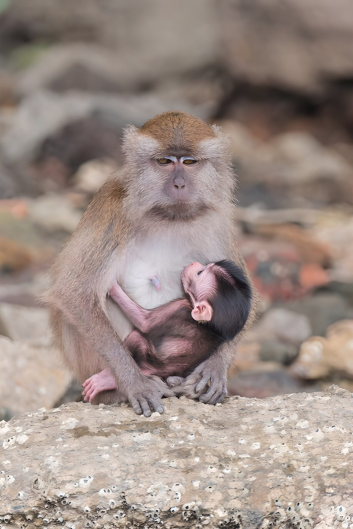 PDGIT8221158: Mamma macaco e piccolo stretti sulla roccia