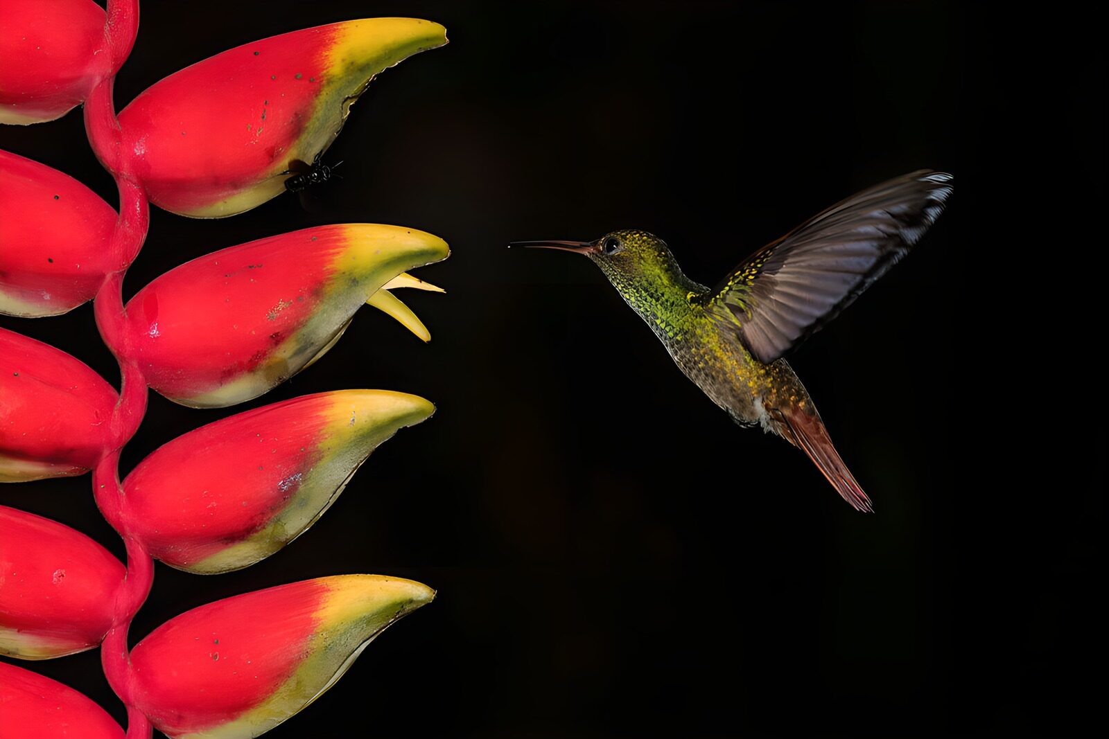 PDGIT1011078: Colibrì in volo accanto all’heliconia