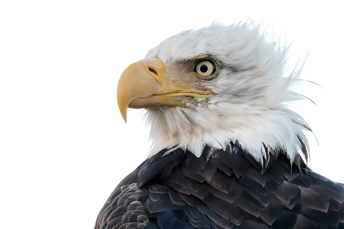 PDGIT2715997: Aquila, uno sguardo che fende il bianco