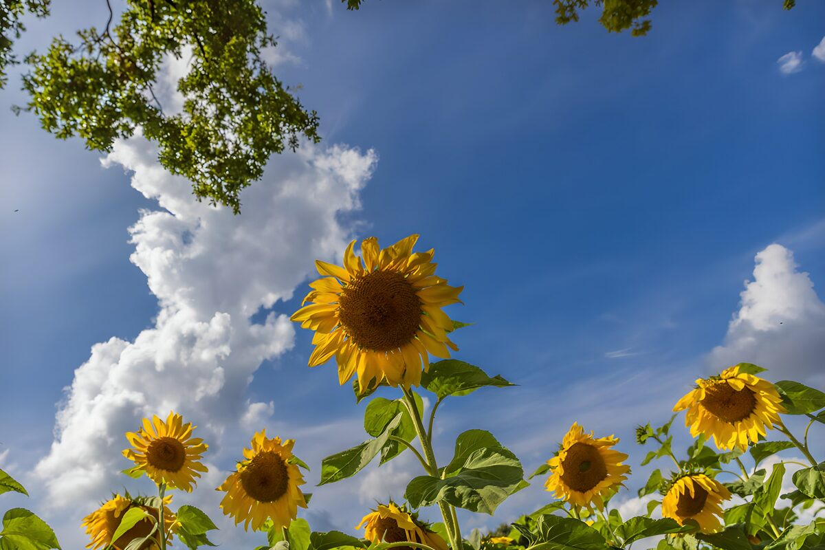 PDGIT7082606: Girasoli sotto un cielo d’estate