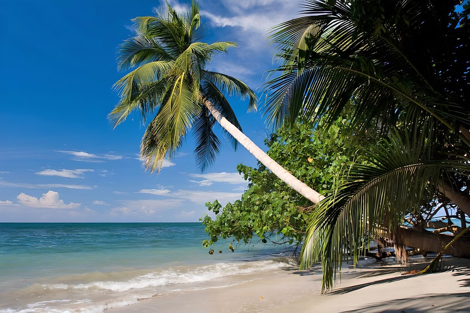 PDGIT9052146: Palma inclinata sulla spiaggia tropicale