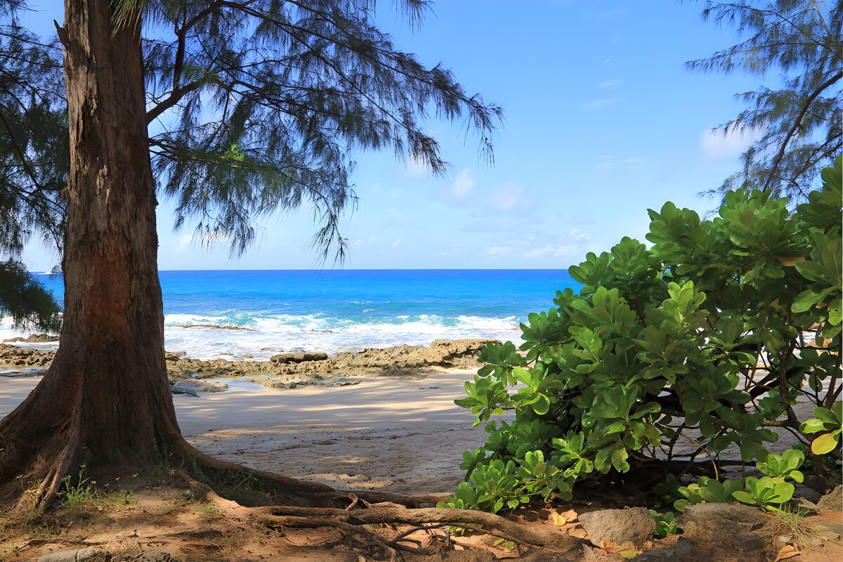 PDGIT5369634: Spiaggia e scogli tra gli alberi