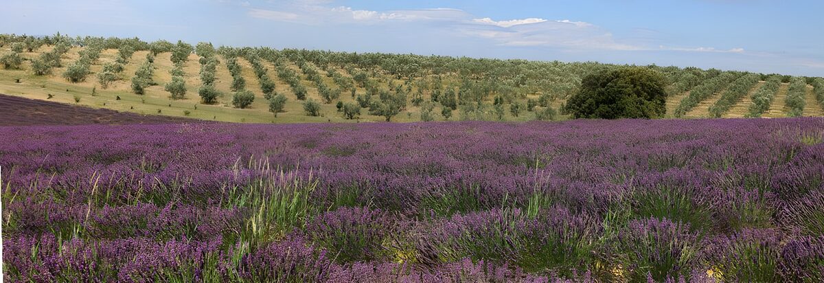 Campo di lavanda ai piedi della collina