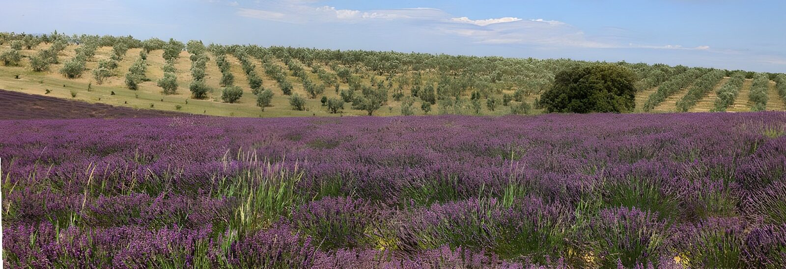 PDGIT2939704: Campo di lavanda ai piedi della collina