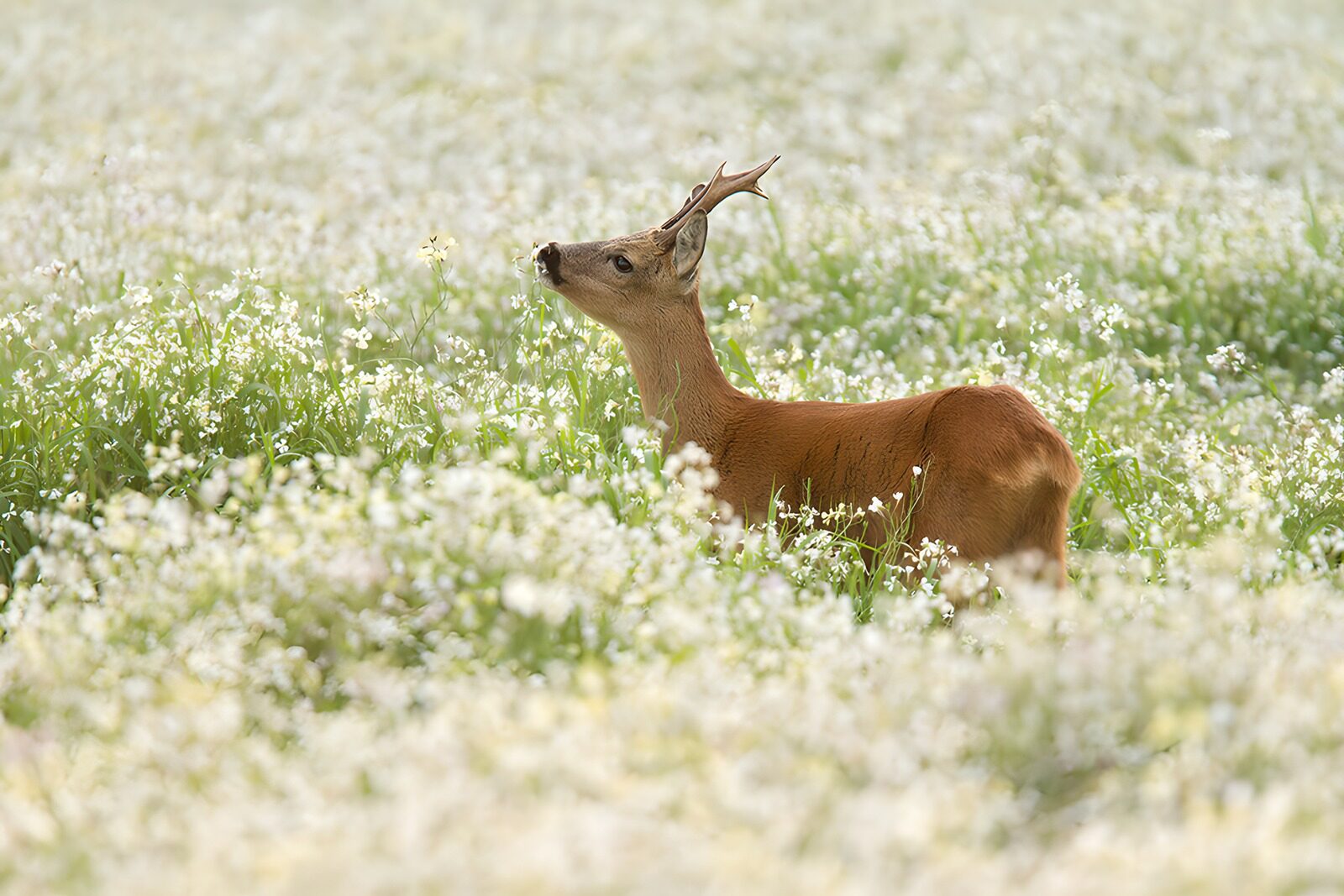 PDGIT3695122: Capriolo tra erbe alte e fiori bianchi