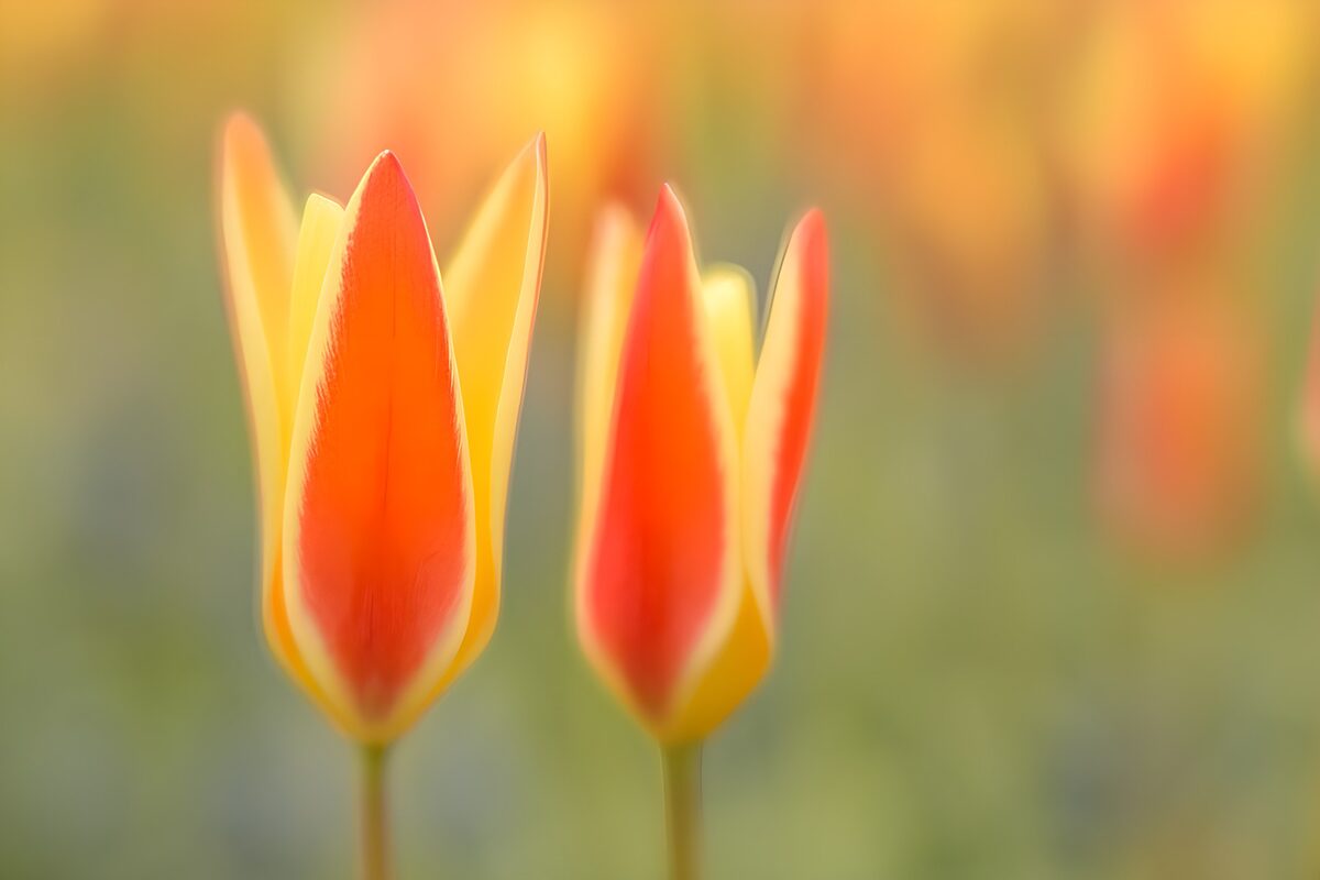 PDGIT8091487: Due tulipani arancioni in luce calda
