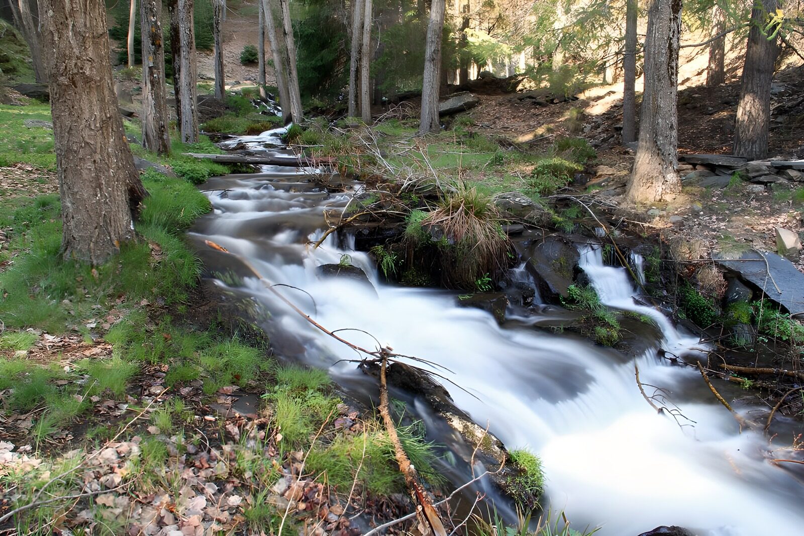 PDGIT6613938: Ruscello tra rocce e ombre del bosco
