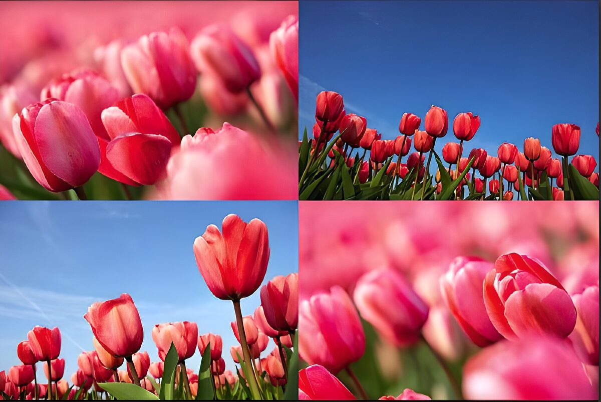 PDGIT8777527: Tulipani rosa e rossi in quattro vedute
