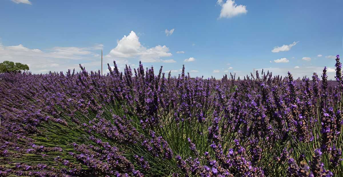 PDGIT1341102: Campo di lavanda sotto un cielo di nuvole