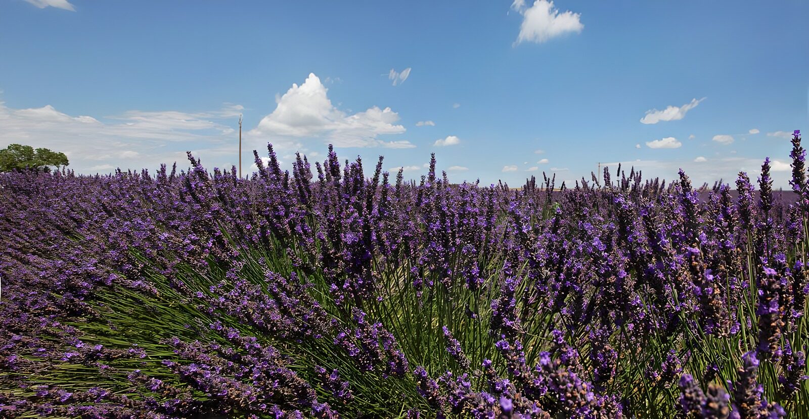 PDGIT1341102: Campo di lavanda sotto un cielo di nuvole