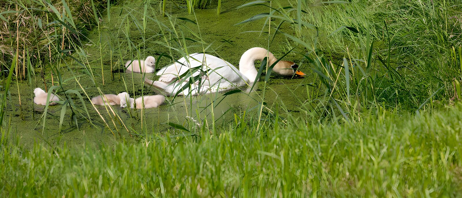 PDGIT6447945: Cigno reale e piccoli tra le canne
