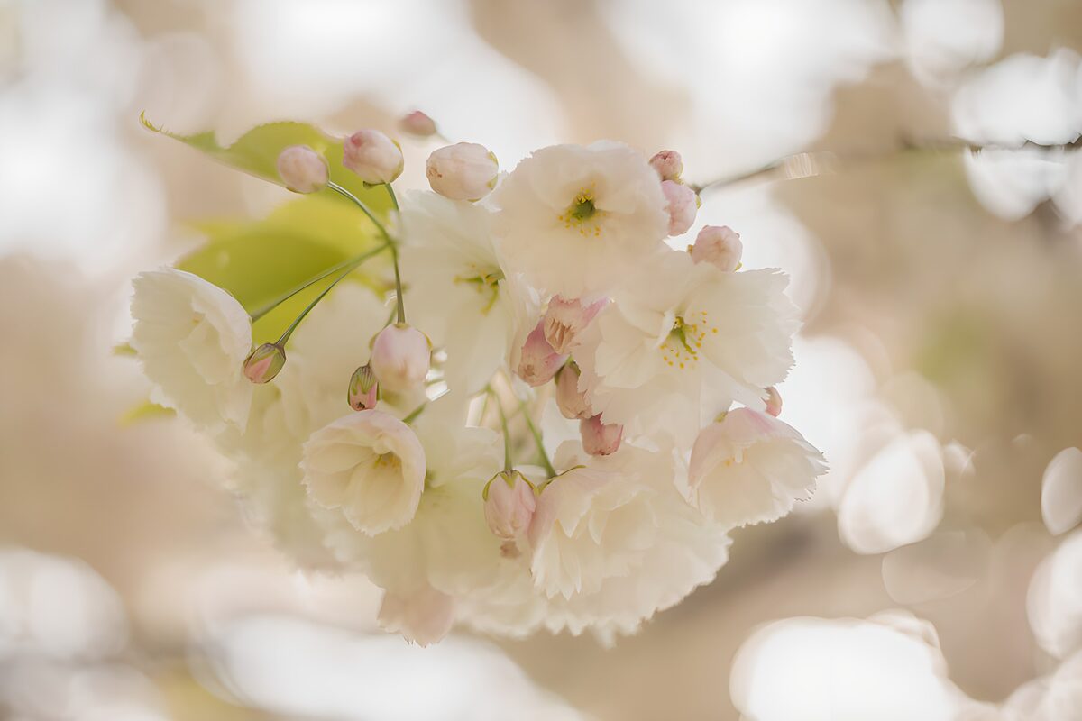 Fiori bianchi e boccioli rosa in controluce