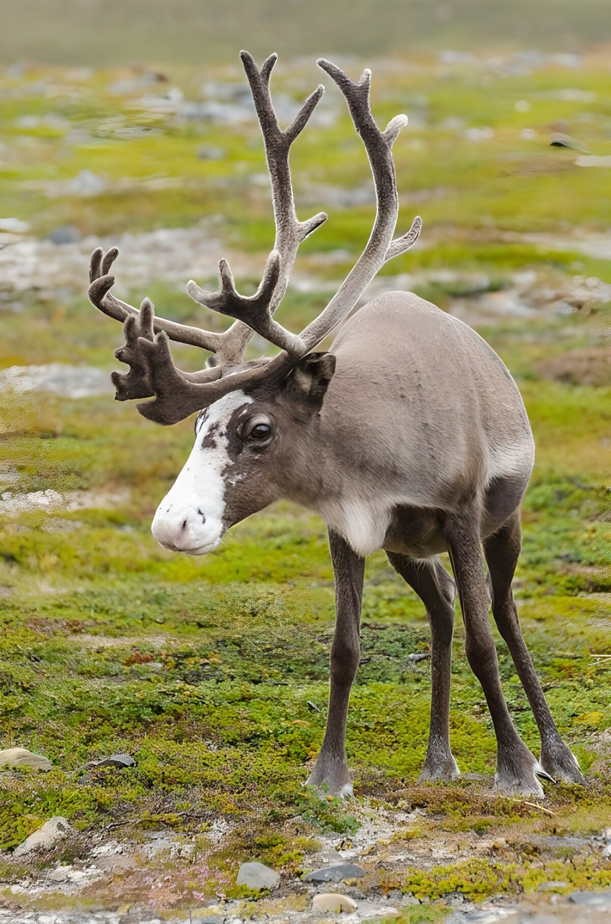 PDGIT1516845: Renna tra muschi e licheni