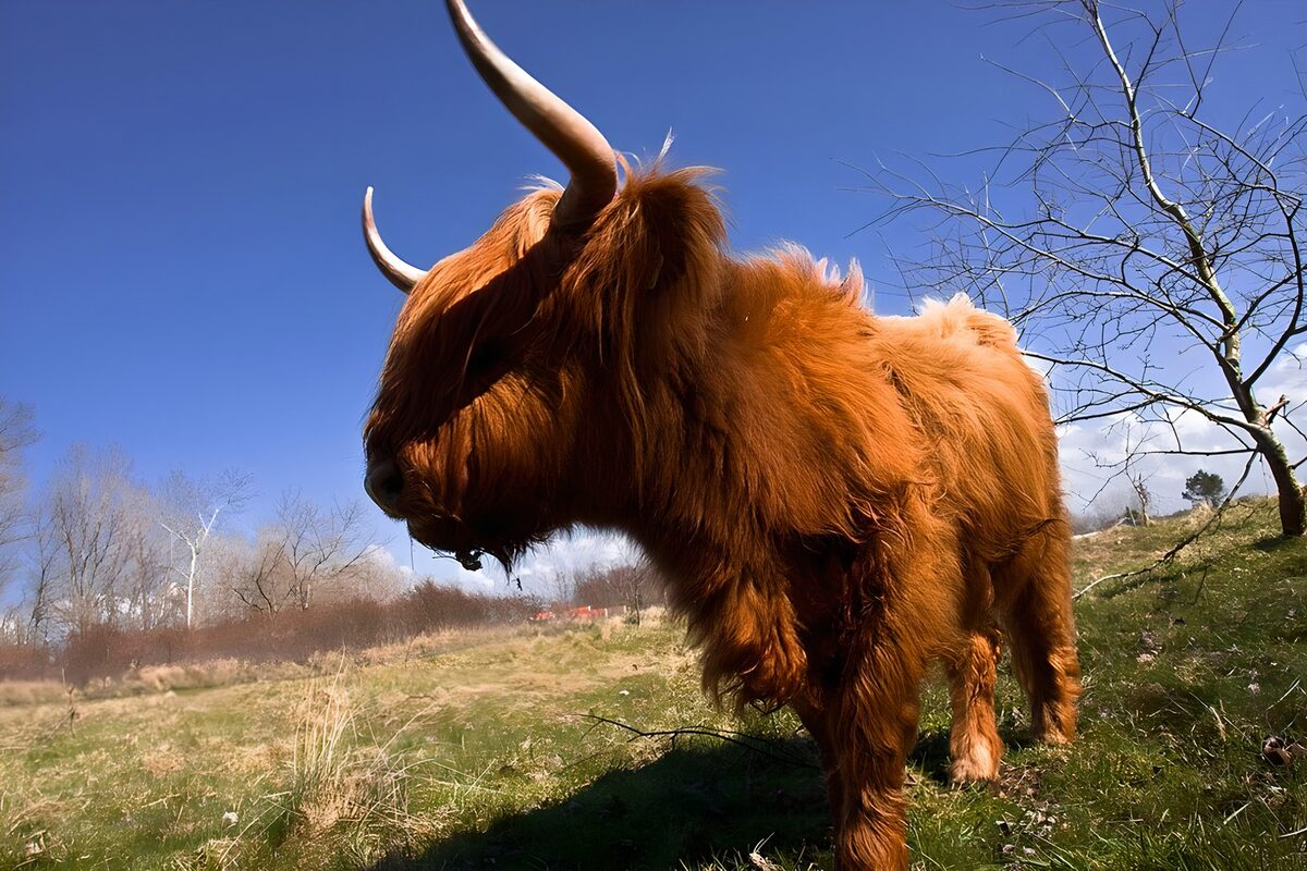 Bovino Highland dal pelo ramato